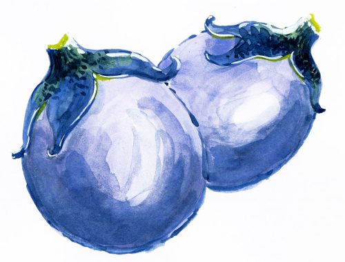 (Japanese) 薄皮丸茄子収穫と漬物づくり体験　in川西町