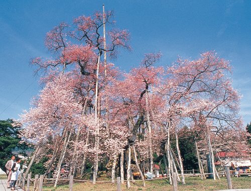 (Japanese) 食べっしゃバスで行く　置賜サクラ回廊めぐり＆いちご狩り